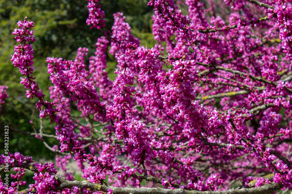 Scarlet European, or European Cercis, or Judas tree (lat. Cercis siliquastrum), Crimson. A densely flowering tree dotted with bright small pink flowers with a hint of fuchsia. Scarlet European, or European Cercis, or Judas tree (lat. Cercis siliquastrum), Crimson. A densely flowering tree dotted with bright small pink flowers with a hint of fuchsia.