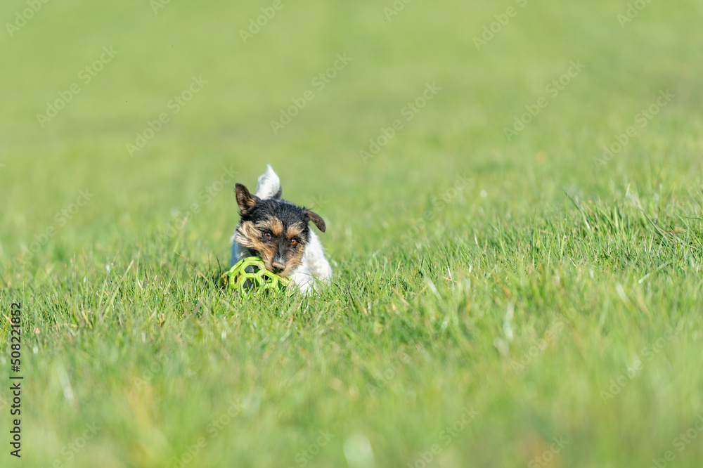 a small handsome Jack Russell Terrier dog running fast and with joy across a green meadow with a grid ball in his mouth. a small handsome Jack Russell Terrier dog running fast and with joy across a green meadow with a grid ball in his mouth.