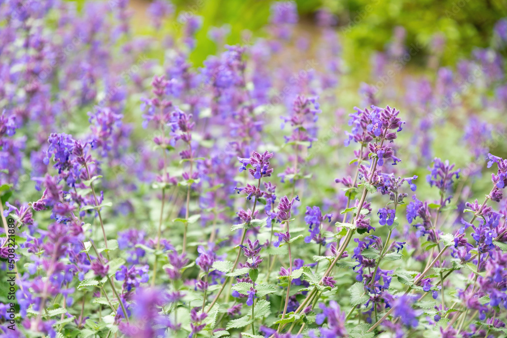 lavender field in region	