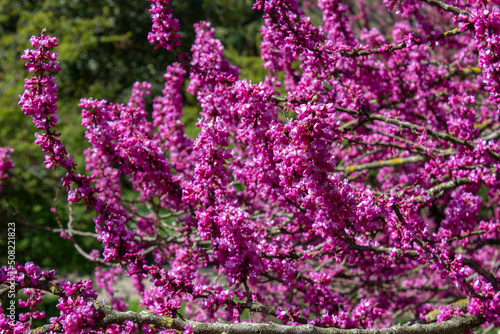Scarlet European  or European Cercis  or Judas tree  lat. Cercis siliquastrum   Crimson. A densely flowering tree dotted with bright small pink flowers with a hint of fuchsia.