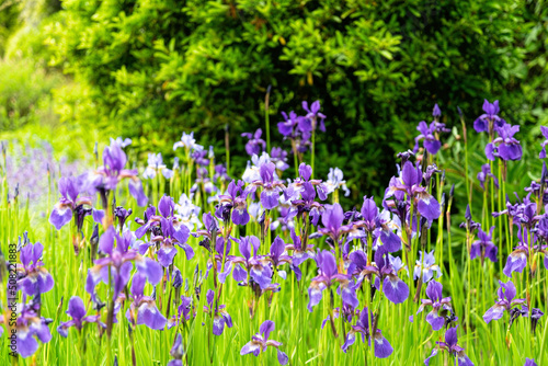 Blue iris i the spring garden 