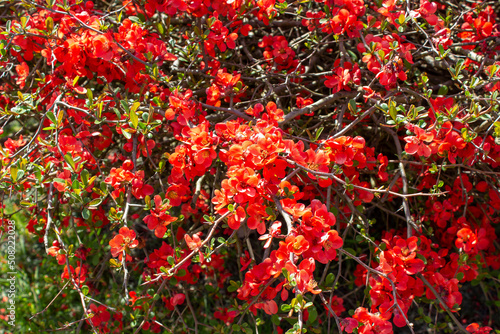 Flowering shrub dotted with red flowers. Chaenomeles × superba (Frahm) Rehder cv. Grenada is a small genus of flowering plants in the Rosaceae family. They grow wild in China and Japan. Spring. photo