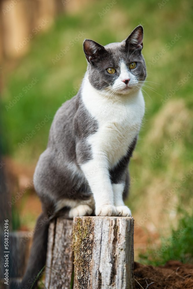 Domestic cat sitting on a fence post Domestic cat sitting on a fence post