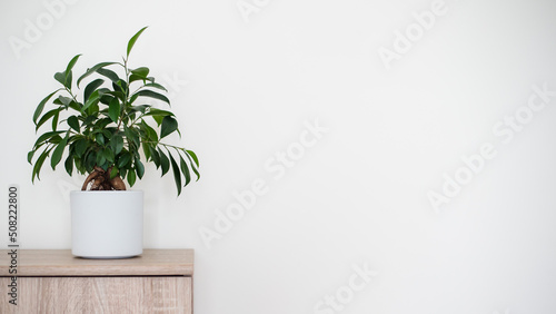 A small bonsai ficus tree (Ficus ginseng) planted in a white pot. Copyspace. Long banner format.