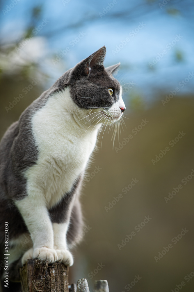 Fototapeta premium Domestic cat on a garden fence