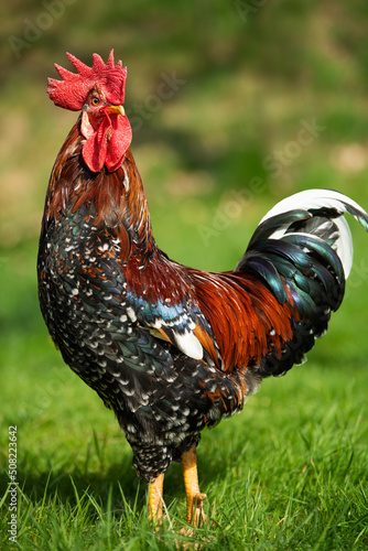 Fotografia Cock in a spring meadow