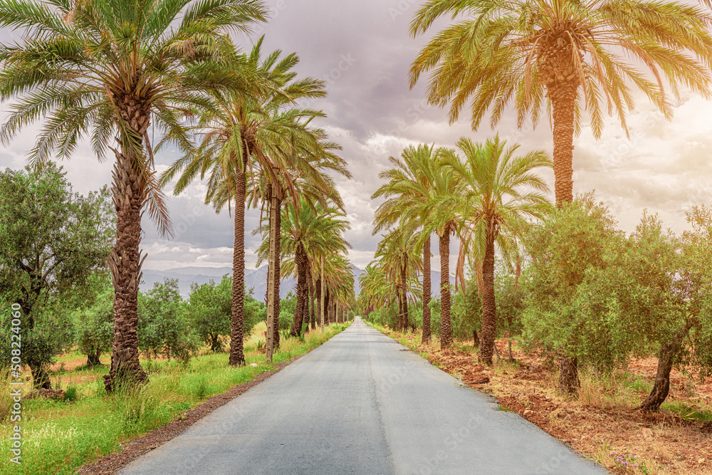 The road leads along a smooth avenue of palm trees.