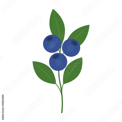 Blueberry branch isolated on white background. Bilberries, European blueberries, whortleberry or blaeberry twig icon for package design. Vector fruit illustration in flat style.