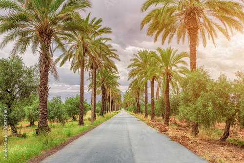 The road leads along a smooth avenue of palm trees.
