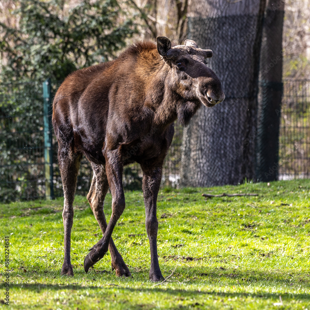European Moose, Alces alces, also known as the elk European Moose, Alces alces, also known as the elk