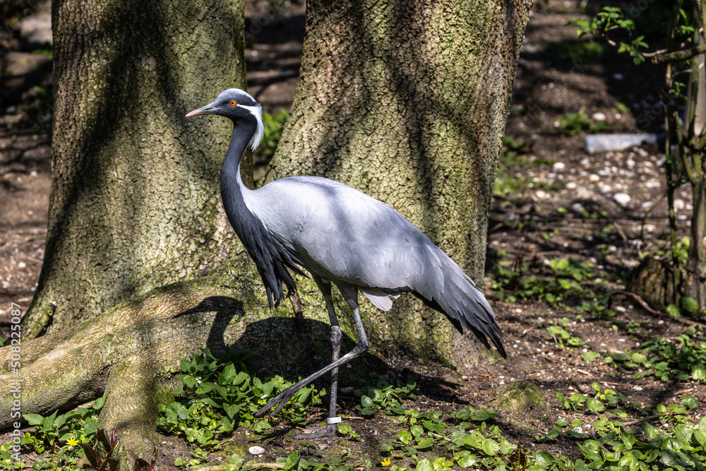 Demoiselle Crane, Anthropoides virgo are living in the bright green meadow during the day time Demoiselle Crane, Anthropoides virgo are living in the bright green meadow during the day time