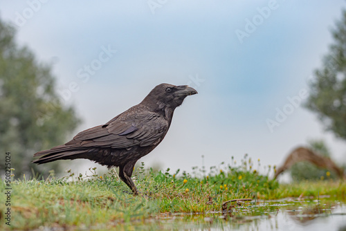 grand corbeaux © nicolas