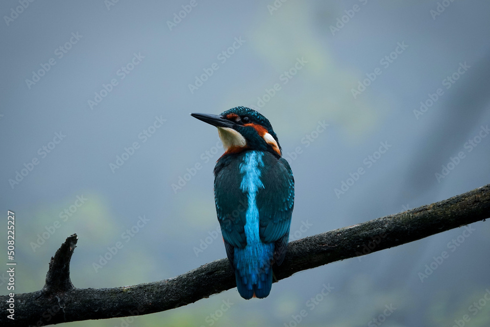Fototapeta premium Eisvogel bei der Jagt