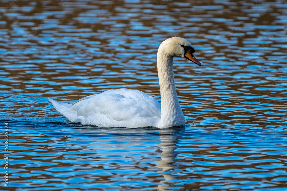 Naklejka premium Mute swan, Cygnus olor swimming on a lake