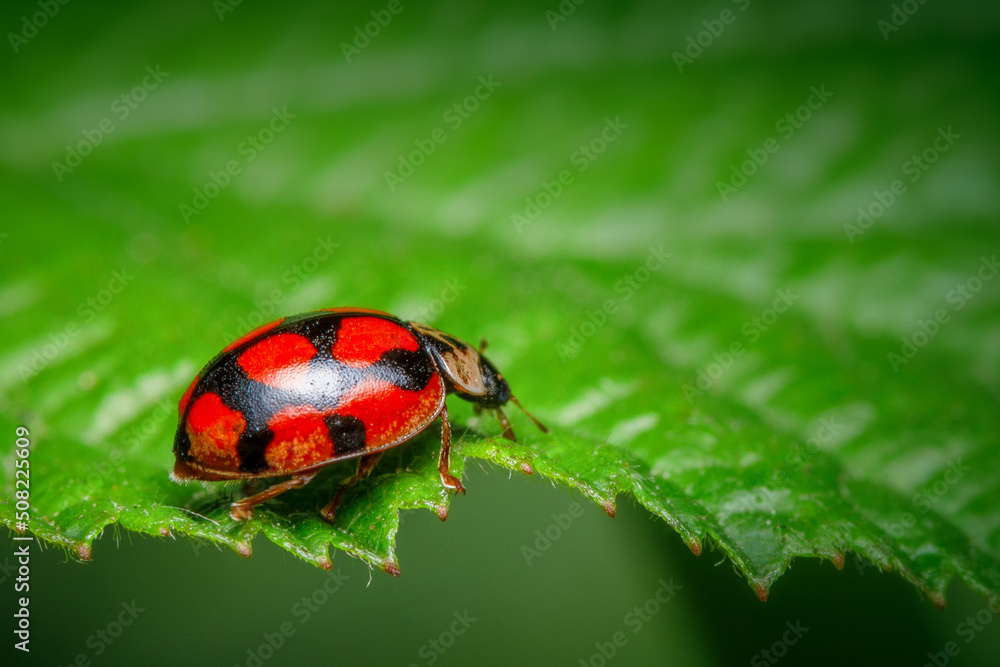 Fototapeta premium Rodolia Cardinalis auf grünem Blatt