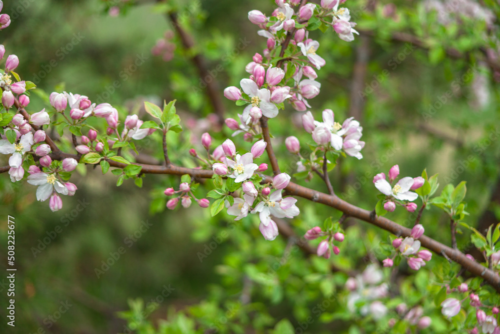 Beautiful spring cherry. in pastel pink and white tones. Sakura. Small depth of field. Close-up of flowering branches of pink cherry, Japanese cherry tree in spring. Spring landscape of Japan Beautiful spring cherry. in pastel pink and white tones. Sakura. Small depth of field. Close-up of flowering branches of pink cherry, Japanese cherry tree in spring. Spring landscape of Japan
