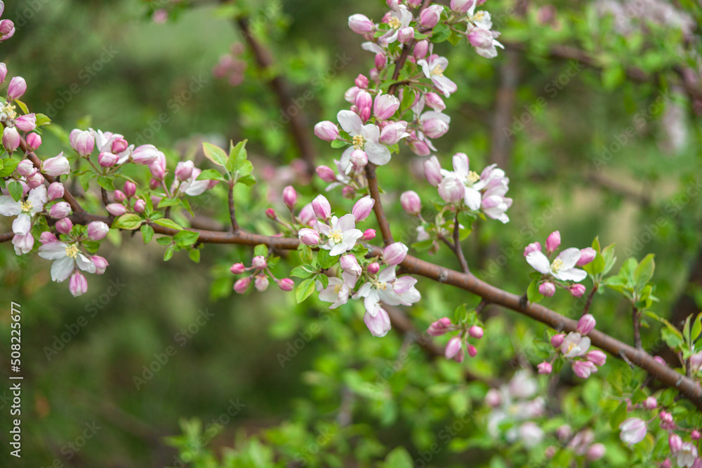 Beautiful spring cherry. in pastel pink and white tones. Sakura. Small depth of field. Close-up of flowering branches of pink cherry, Japanese cherry tree in spring. Spring landscape of Japan