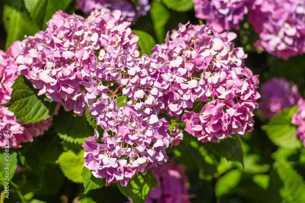Lilac-colored lilaceous flower blossom clusters in spring