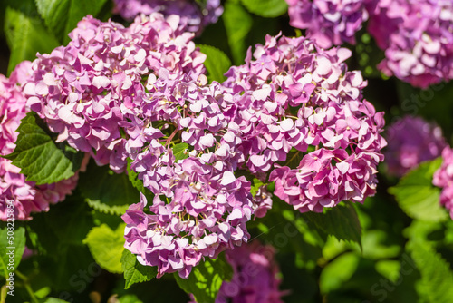 Lilac-colored lilaceous flower blossom clusters in spring photo