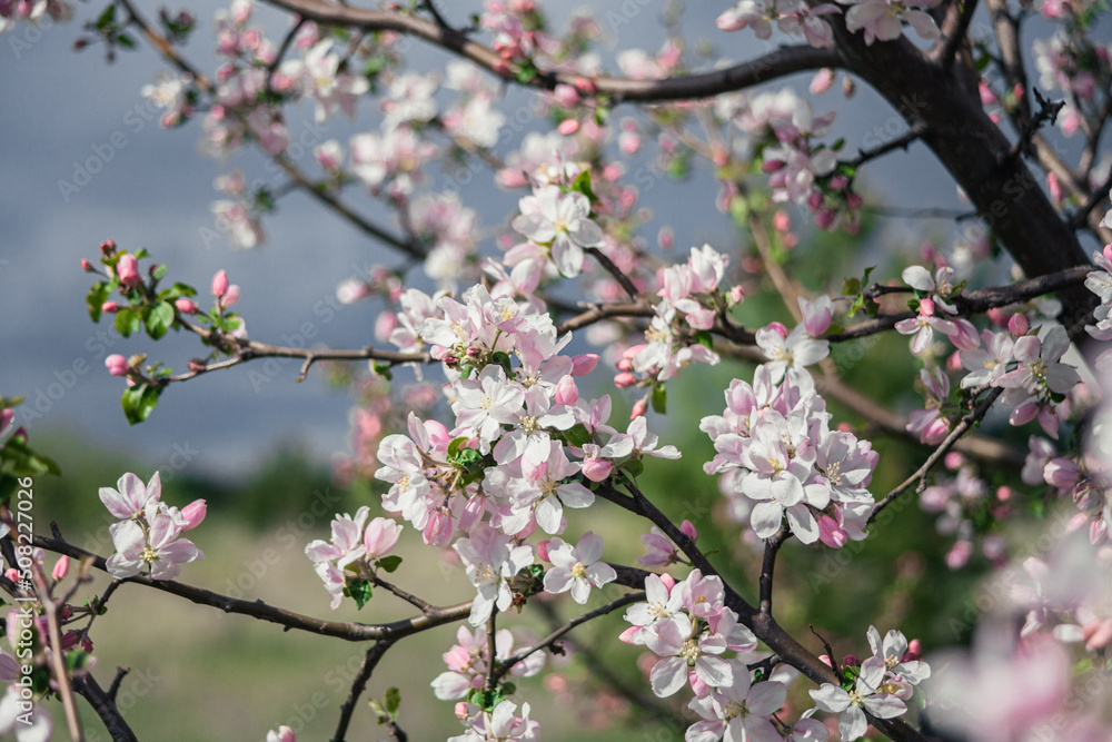 Beautiful spring cherry.in pastel pink and white tones.Sakura. Small depth of field.Close-up of flowering branches of pink cherry, Japanese cherry tree in spring. Spring landscape of Japan.
