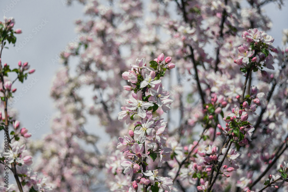 Beautiful spring cherry.in pastel pink and white tones.Sakura. Small depth of field.Close-up of flowering branches of pink cherry, Japanese cherry tree in spring. Spring landscape of Japan.
Beautiful spring cherry.in pastel pink and white tones.Sakura. Small depth of field.Close-up of flowering branches of pink cherry, Japanese cherry tree in spring. Spring landscape of Japan.