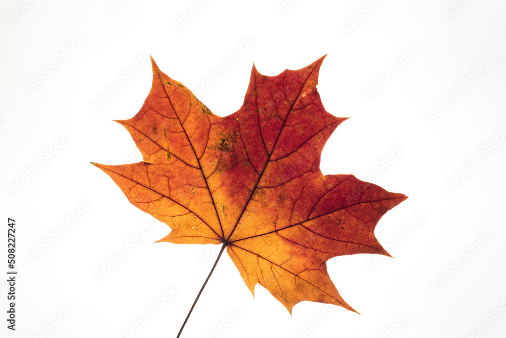 MAPLE - Colorful autumn leaf
