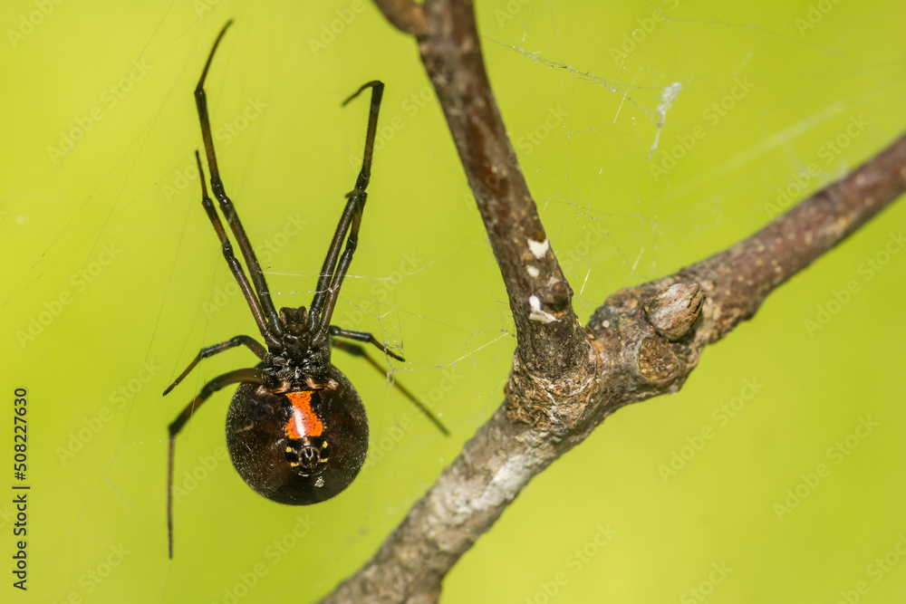 Southern Black Widow Spider Latrodectus Mactans Stock Photo Adobe Stock