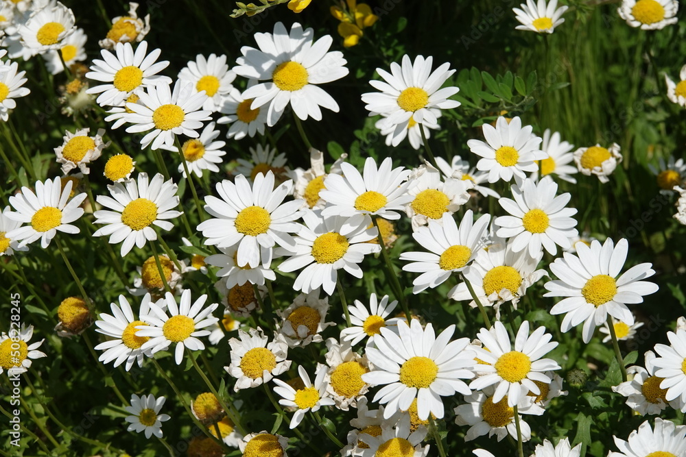 Daisy Daisy