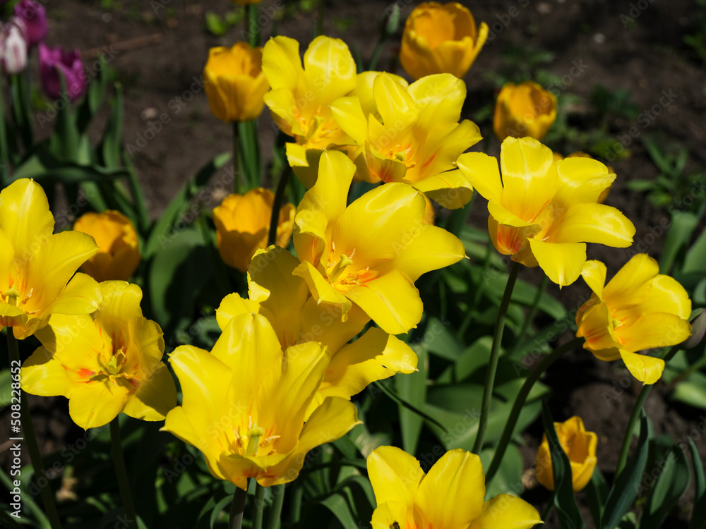 Yellow tulips flowering in spring garden. Yellow tulips flowering in spring garden.