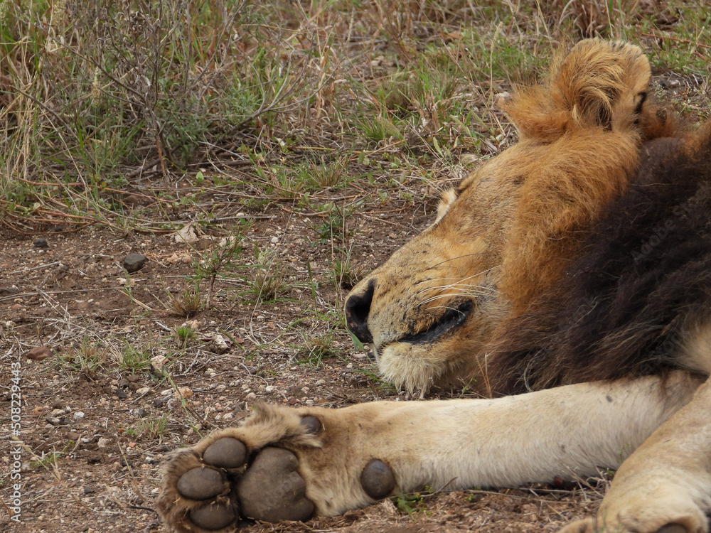 Male African lion sleeping Male African lion sleeping
