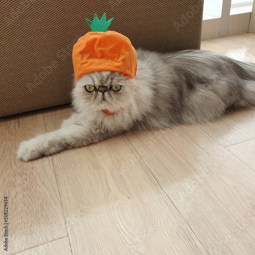 chat avec un chapeau en forme de carotte, chapeau rigolo, chapeau orange photo