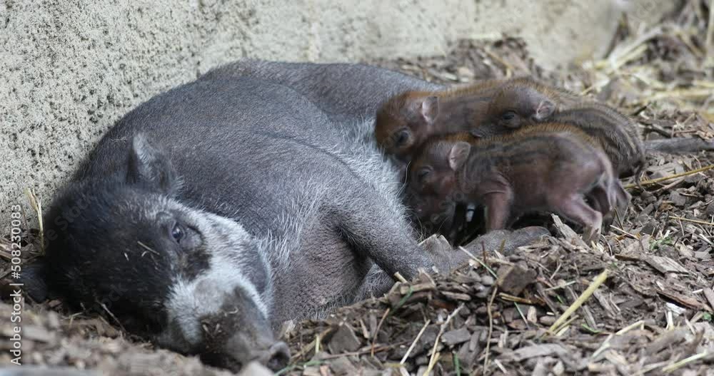 Small cute playful baby with lying mom sows of Visayan warty pig (Sus cebifrons) drinking milk, critically endangered species in the pig genus. It is endemic to Visayan Islands in the Philippines Small cute playful baby with lying mom sows of Visayan warty pig (Sus cebifrons) drinking milk, critically endangered species in the pig genus. It is endemic to Visayan Islands in the Philippines