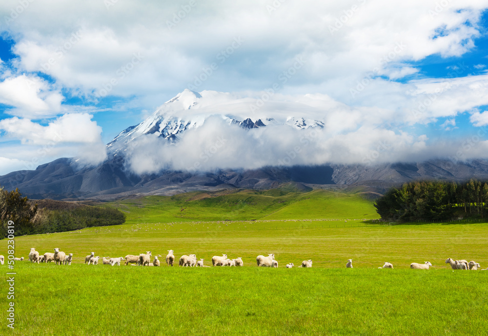 Mt. Ruapehu and fields with sheep