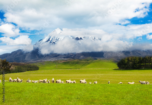 Mt. Ruapehu and fields with sheep photo