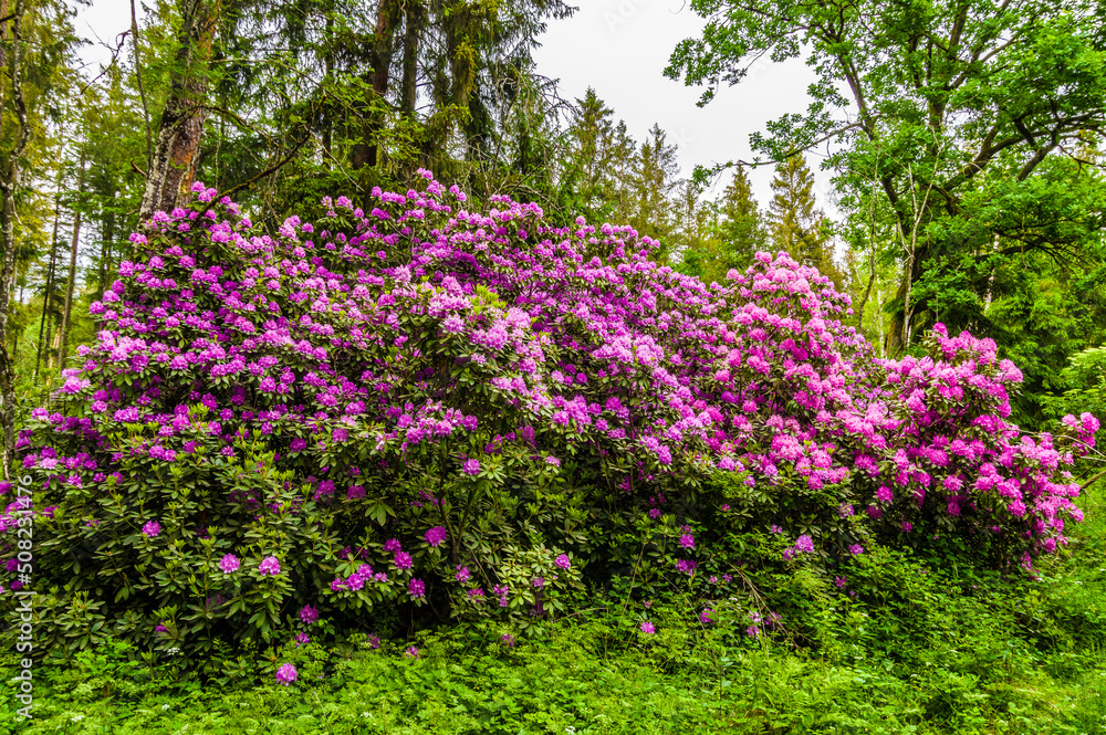Rhododendron Strauch