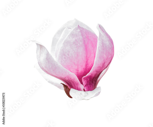 blooming magnolia bud on white background