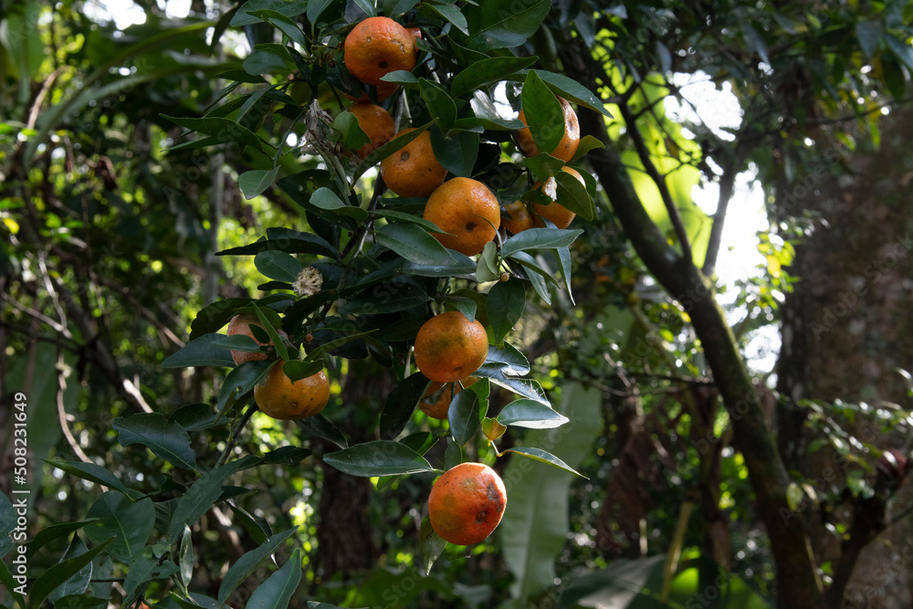 These tangerine are growing in a farm