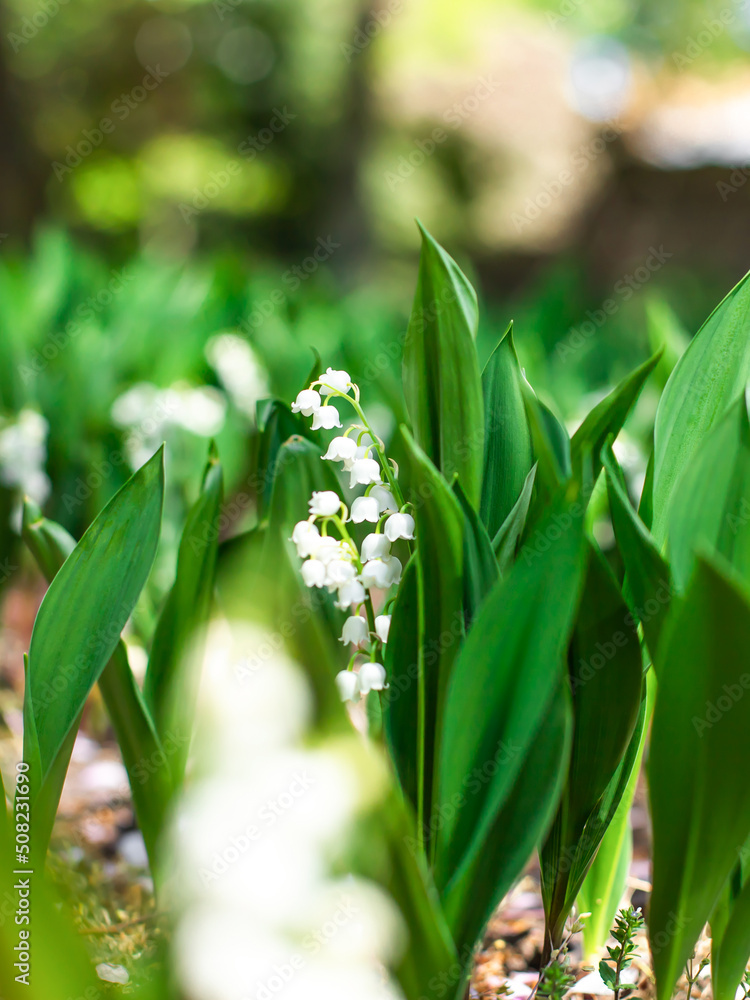 blooming lily of the valley on a green flower bed blooming lily of the valley on a green flower bed