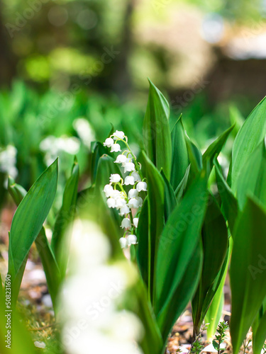 blooming lily of the valley on a green flower bed