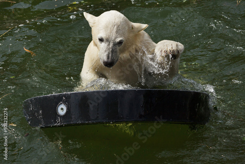 Polar bear cub (Ursus maritimus) photo