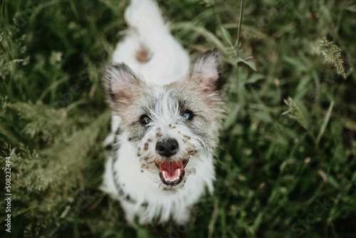 Fotografija Jack russell puppy dog with  burdock burs on face on green grass
