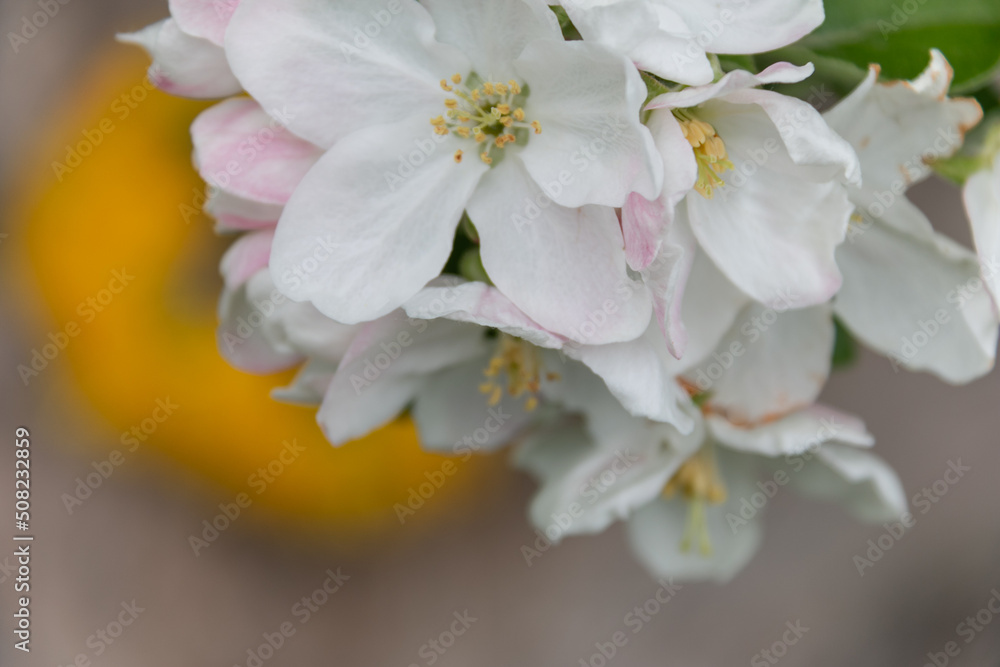 White and pink apple tree flowers with green leaves on a branch. Close-up. White and pink apple tree flowers with green leaves on a branch. Close-up.
