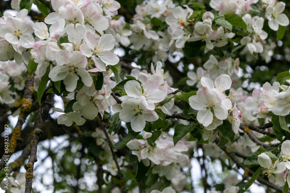 White and pink apple tree flowers with green leaves on a branch. Close-up. White and pink apple tree flowers with green leaves on a branch. Close-up.