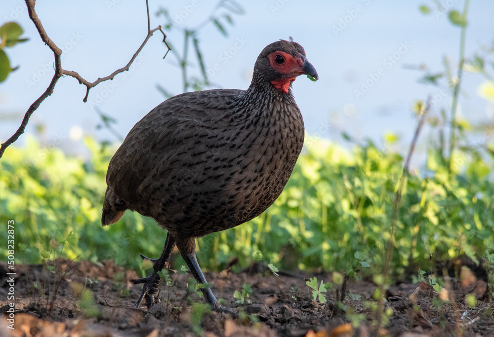 A Swainson's spurfowl forages in soft grass at the edge of a waterhole A Swainson's spurfowl forages in soft grass at the edge of a waterhole