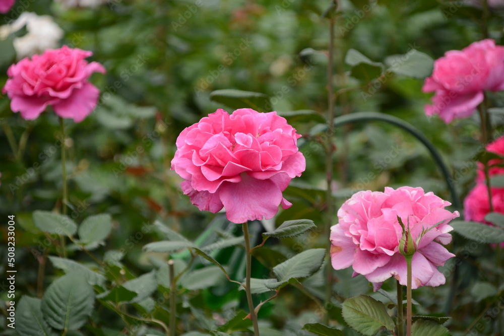 pink rose in the garden