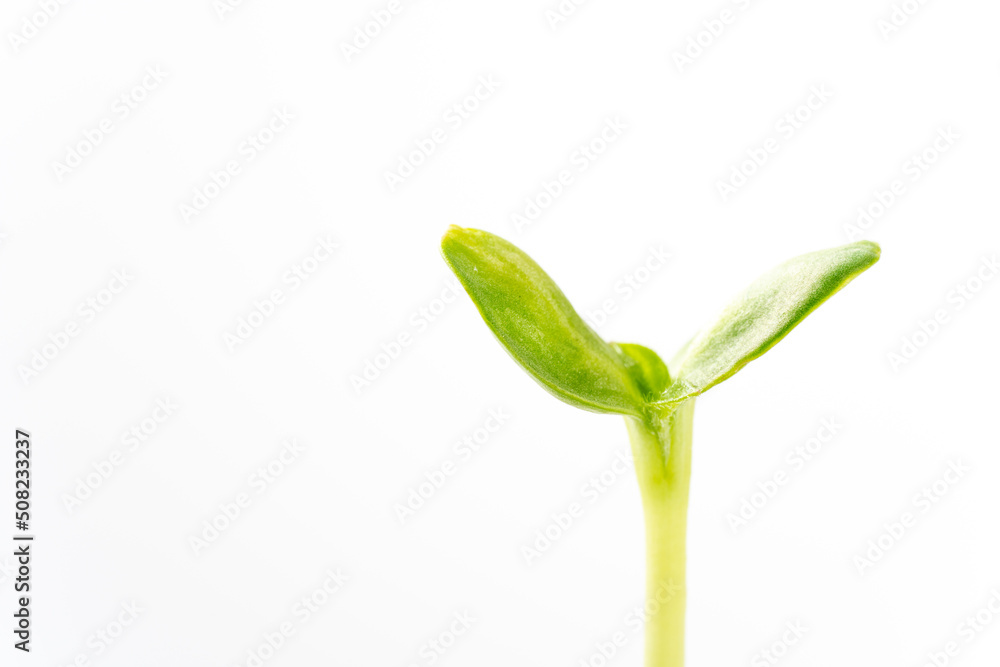 発芽 発芽