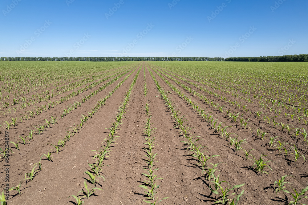 Young corn, agriculture plant field. Fresh corn field. Farm cornfield. Agriculture concept. Young corn, agriculture plant field. Fresh corn field. Farm cornfield. Agriculture concept.