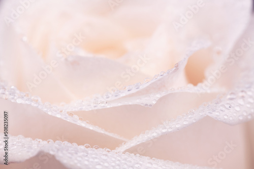White Rose Petals Close up