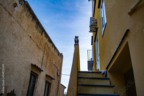 Cats and houses of Procida