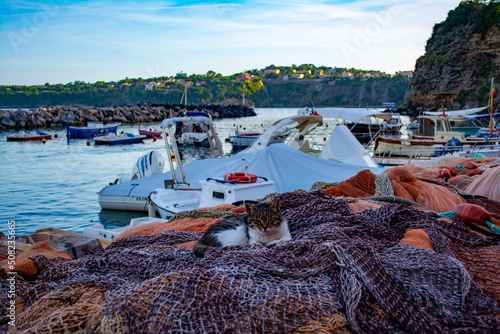 Cat resting on nets in Procida